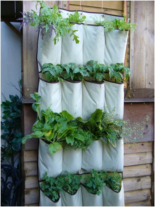 17 оригинални идеи за създаване на вертикална градина декориране на апартамент или къща страна