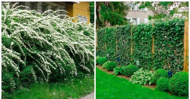 Живые изгороди в ландшафтном дизайне